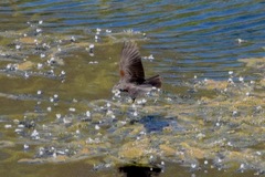 Agelaius phoeniceus mailliardorum