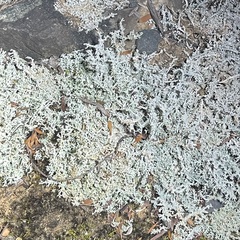Stereocaulon corticatulum