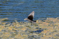 Agelaius phoeniceus mailliardorum