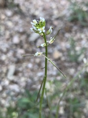 Caulanthus lasiophyllus