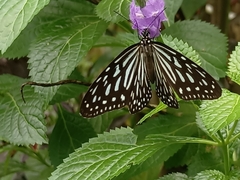 Ideopsis vulgaris