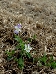 Viola bicolor