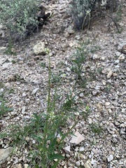 Caulanthus lasiophyllus