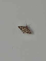 Sameodes cancellalis