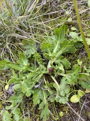 Sanicula bipinnatifida