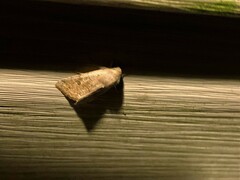 Orthosia hibisci