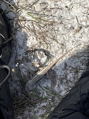 Sceloporus woodi