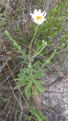 Noticastrum