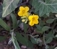 Physaria gordonii