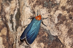 Apistosia judas