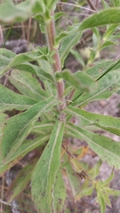 Noticastrum