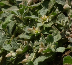 Glinus lotoides