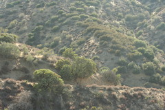 Arctostaphylos glauca