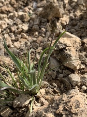 Plantago ovata
