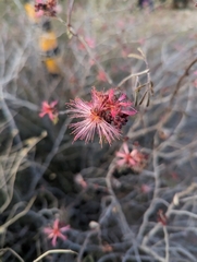 Calliandra eriophylla