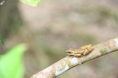 Polypedates leucomystax