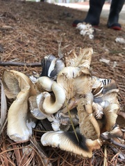 Omphalotus nidiformis