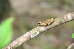 Polypedates leucomystax