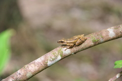 Polypedates leucomystax