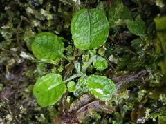 Trigonotis formosana