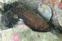 Holothuria difficilis