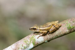 Polypedates leucomystax