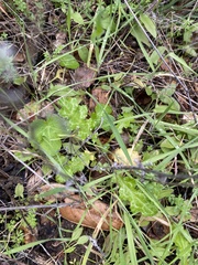 Carduus pycnocephalus