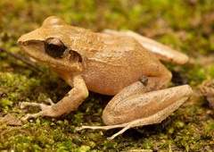 Pristimantis achatinus