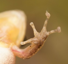 Pristimantis achatinus