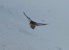 Anas platyrhynchos