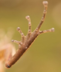 Pristimantis achatinus