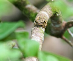 Polypedates leucomystax