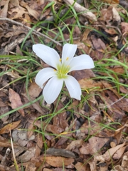 Zephyranthes atamasco