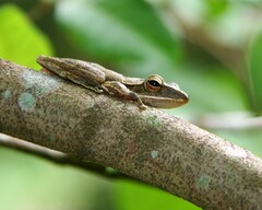 Polypedates leucomystax