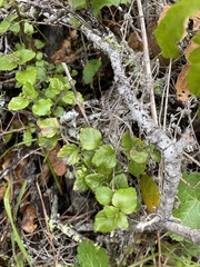 Clinopodium douglasii