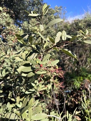 Heteromeles arbutifolia