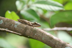Polypedates leucomystax