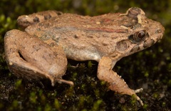 Leptodactylus wagneri