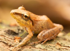 Pristimantis achatinus