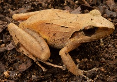 Pristimantis achatinus