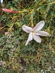Jasminum polyanthum