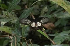 Pachliopta pandiyana