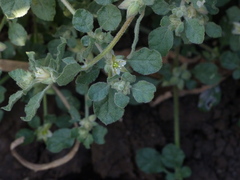 Glinus lotoides