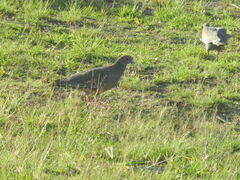 Patagioenas picazuro