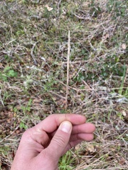 Elymus glaucus