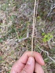 Elymus glaucus