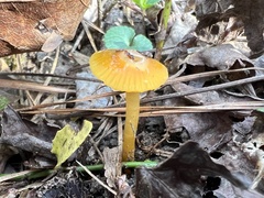 Gliophorus perplexus
