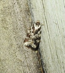 Barea confusella