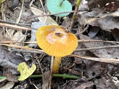 Gliophorus perplexus
