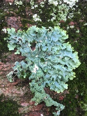 Punctelia appalachensis